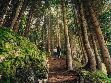 Sommerurlaub Torghele's Wald + Fluh - Wald Wellness im Hotel im Allgäu